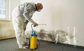 Reliable Buffalo, SC Mold Remediation Solutions